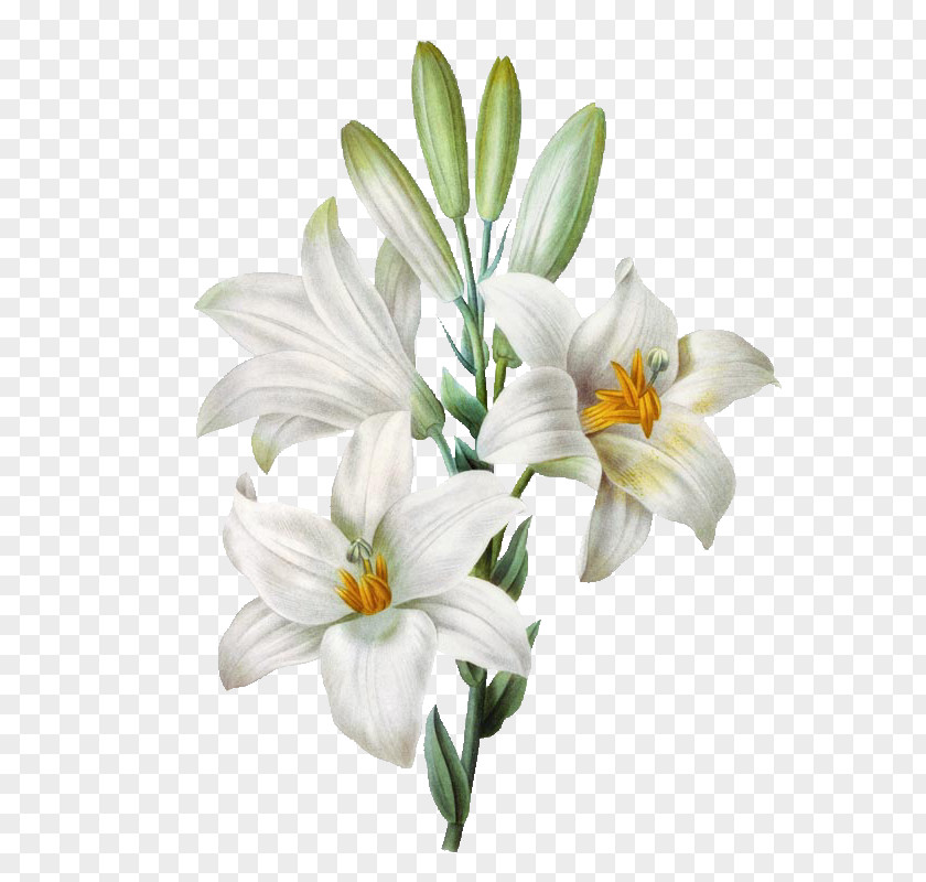 Flower Madonna Lily Easter Watercolor Painting PNG