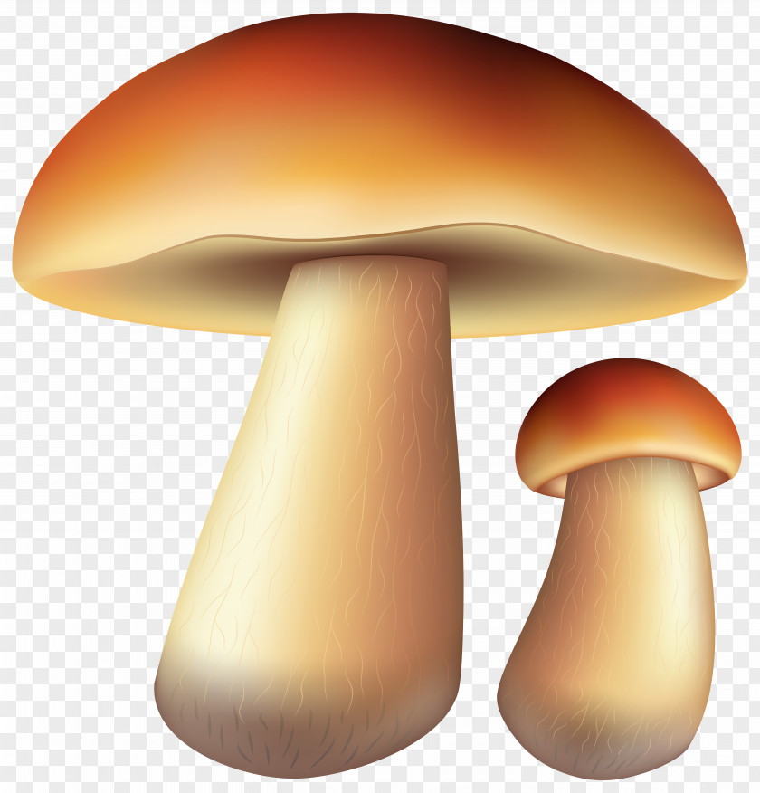 Mushroom Edible Oyster Fungus Pleurotus Eryngii PNG
