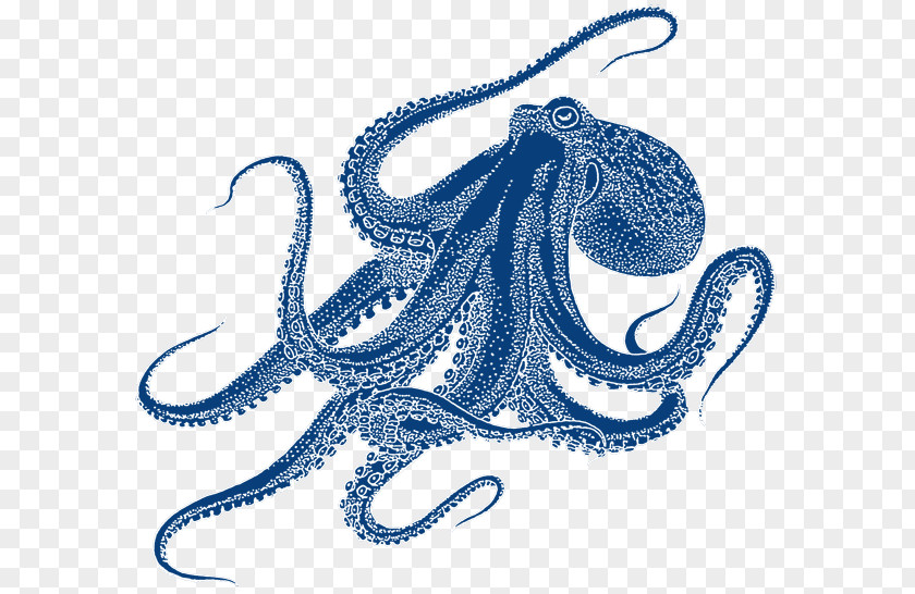 Octopus Drawing Art PNG