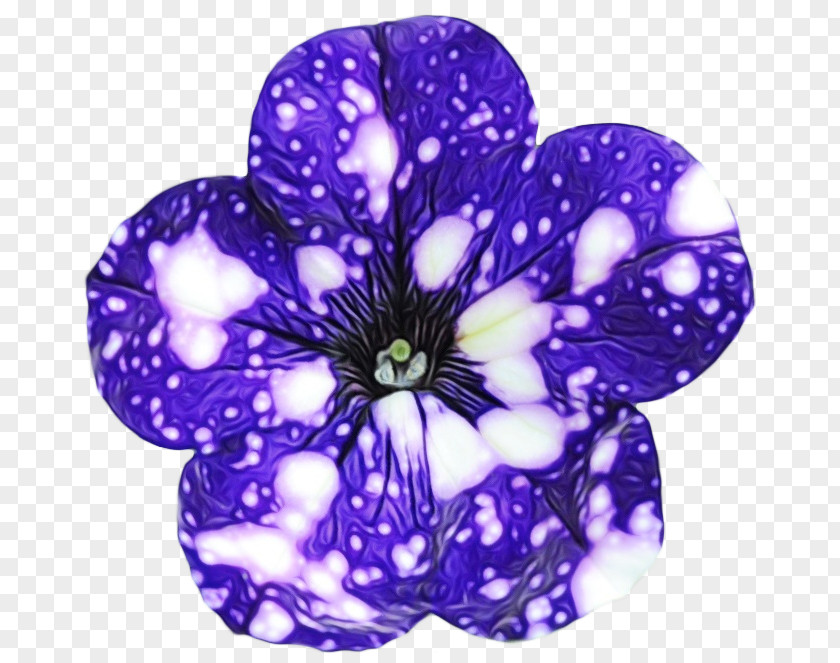 Violet Family Morning Glory Purple Petal Flower Plant PNG
