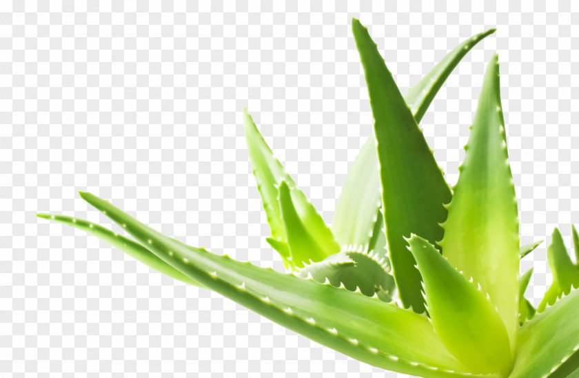 Aloe Transparent Image Vera Herbalism Skin Gel Acne PNG