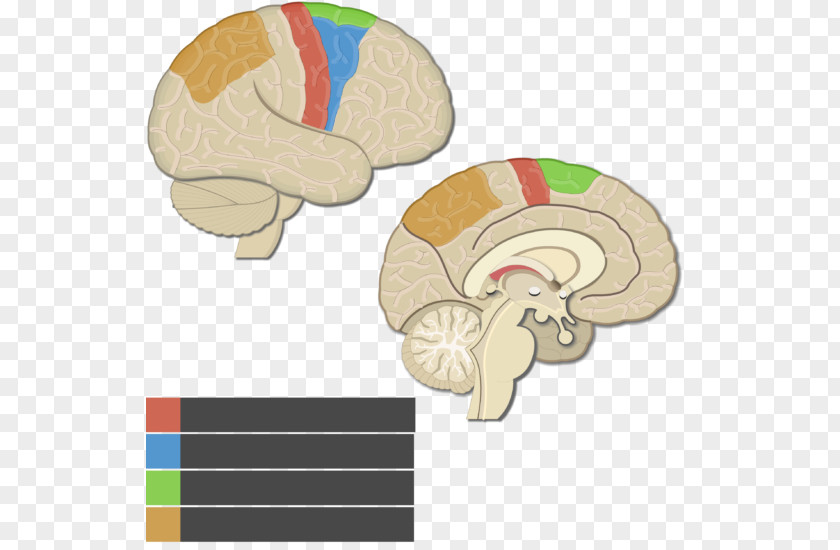 Brain Lobes Of The Cerebral Cortex Parietal Lobe Motor Posterior PNG