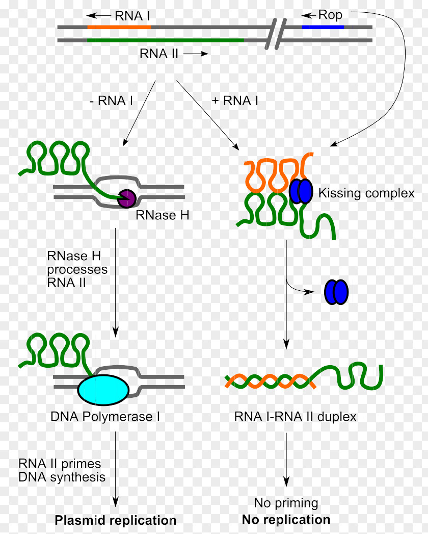 ColE1 DNA Replication Plasmid Origin Of Molecular Biology PNG