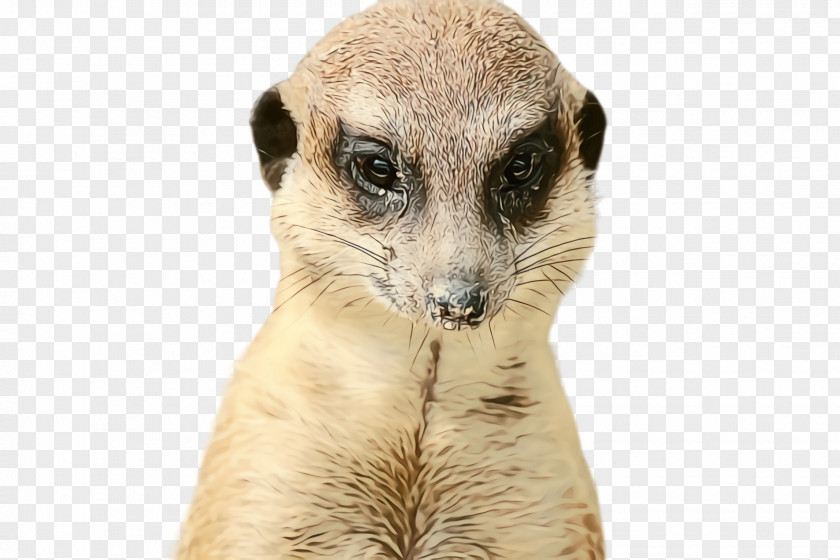 Fawn Viverridae Meerkat Mongoose Wildlife Terrestrial Animal Whiskers PNG