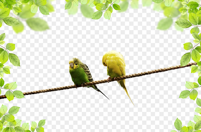 Parrot Landscape PNG