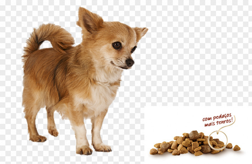 Puppy Chihuahua Pomeranian Dog Breed Companion PNG