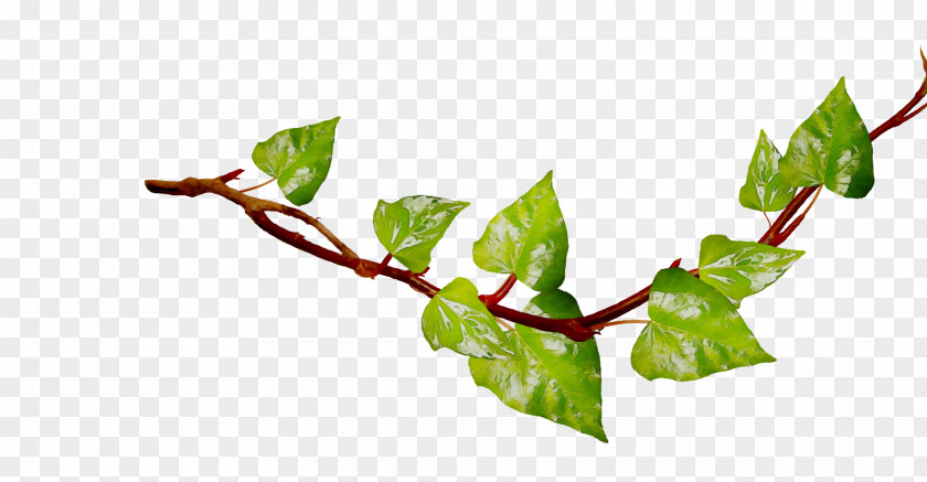 Twig Plant Stem Leaf Plants PNG