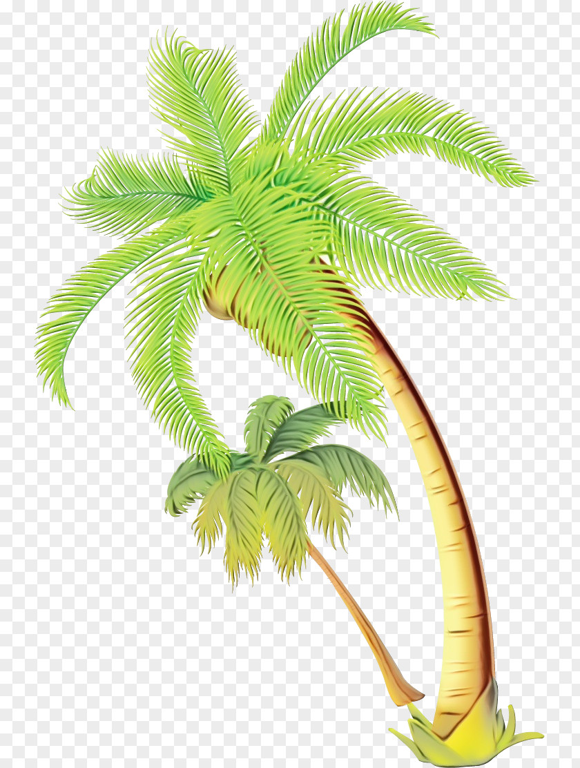 Vascular Plant Stem Coconut Tree Drawing PNG