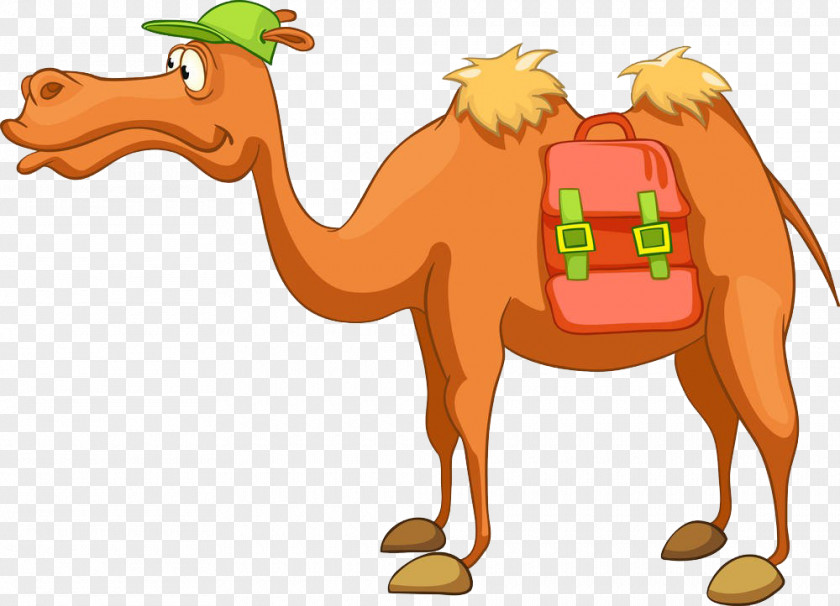 Wearing A Hat Of Camels Bactrian Camel Dromedary Cartoon Royalty-free PNG