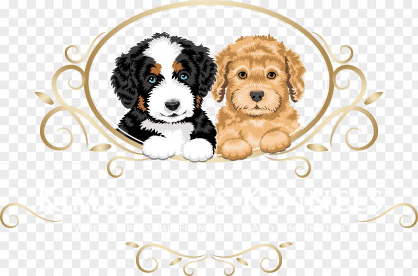 Apricot Poodles Temperament Cavalier King Charles Spaniel Puppy Dog Breed Companion Kimberlee's Kennels PNG