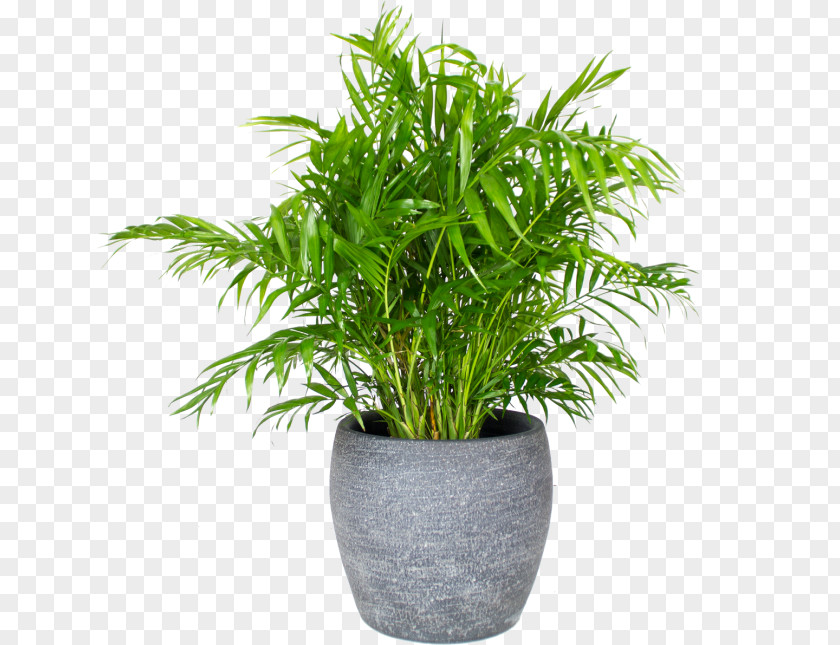 مخرث Arecaceae Chamaedorea Elegans Houseplant Flowerpot Embryophyta PNG