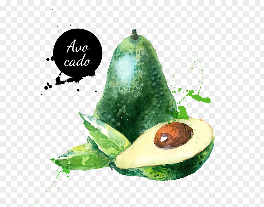 Avocado Watercolor Painting Fruit Illustration PNG