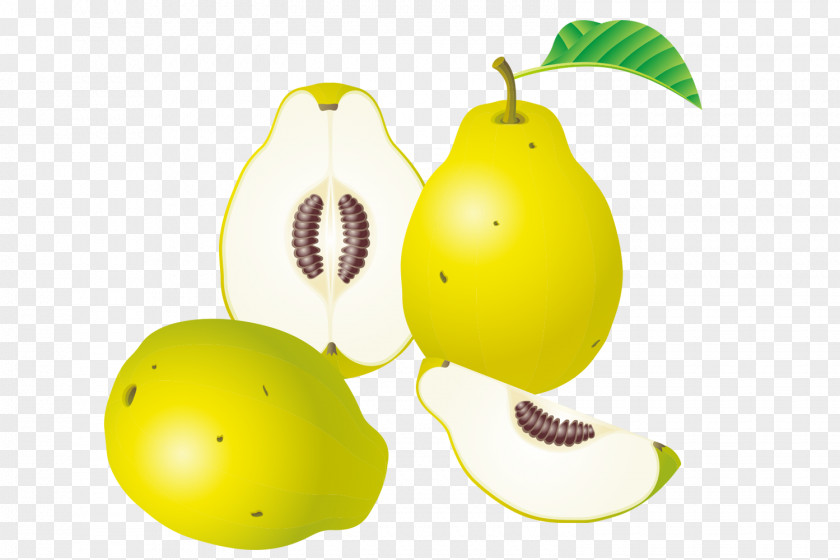 Cut Pears Euclidean Vector Fruit Clip Art PNG