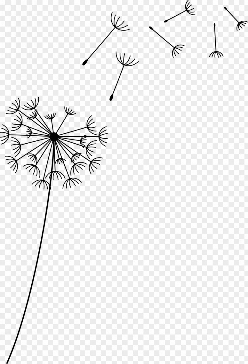 Dandelion Flower Petal PNG