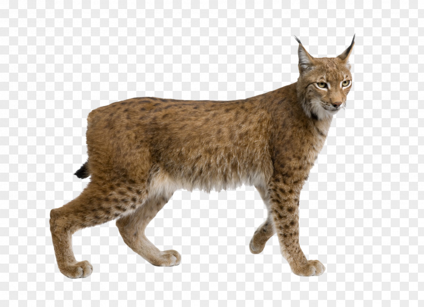 Lynx Eurasian Felidae Wildcat Cougar Stock Photography PNG