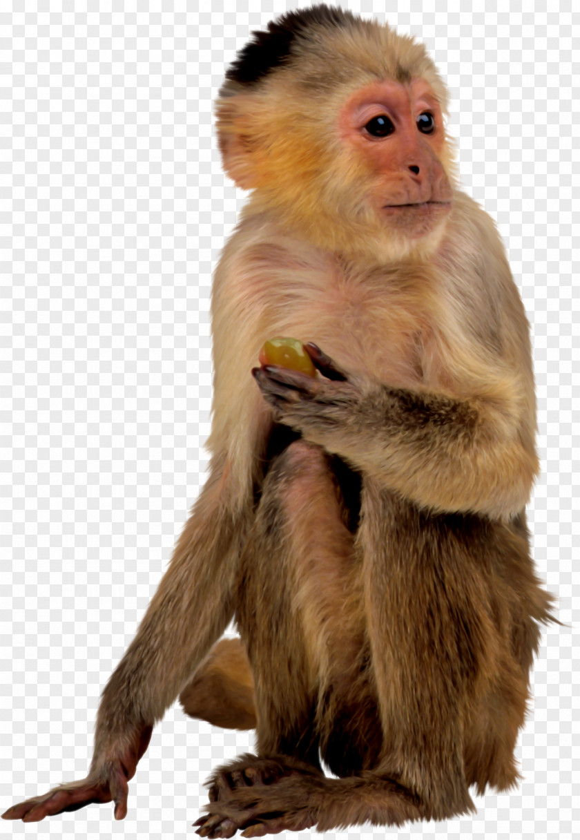 Monkey Baby Monkeys Macaque Primate PNG
