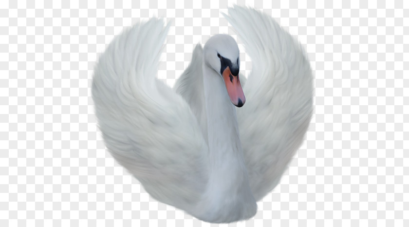 Swan PNG clipart PNG