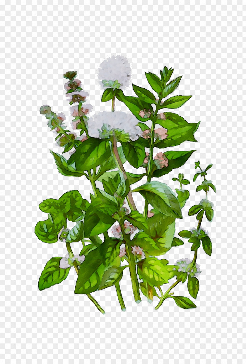 Flower Plant Stem Leaf Herbalism PNG