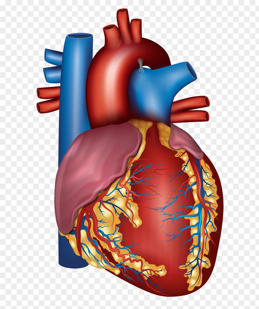 Human Heart Blood Vessel Circulatory System Artery Health PNG
