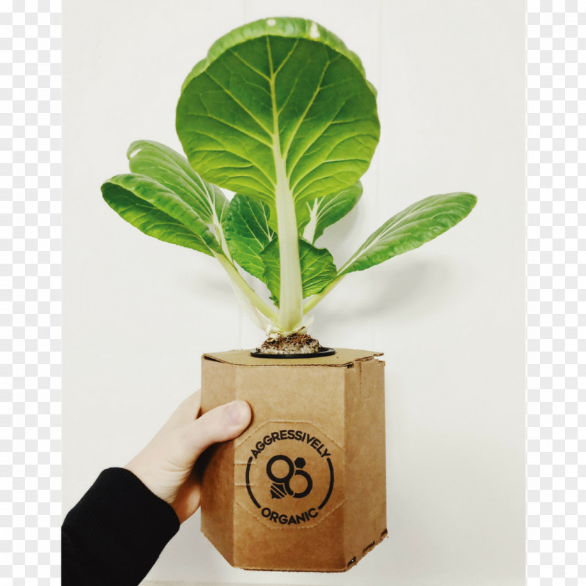 Lettuce Leaf Flowerpot PNG