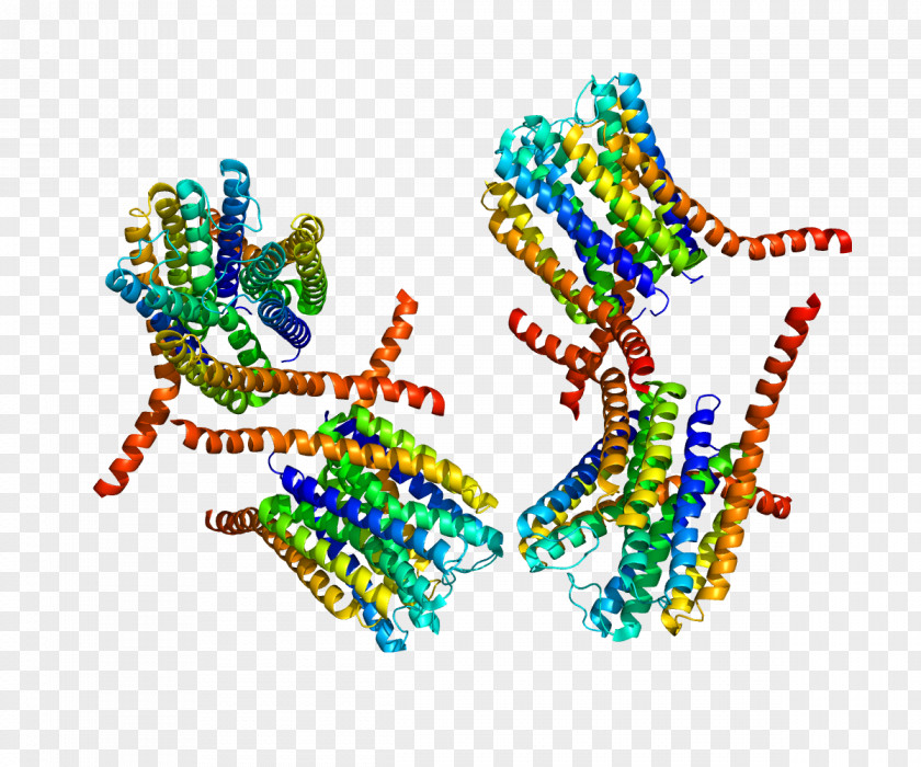 Leukotriene C4 Synthase MAPEG Family PNG
