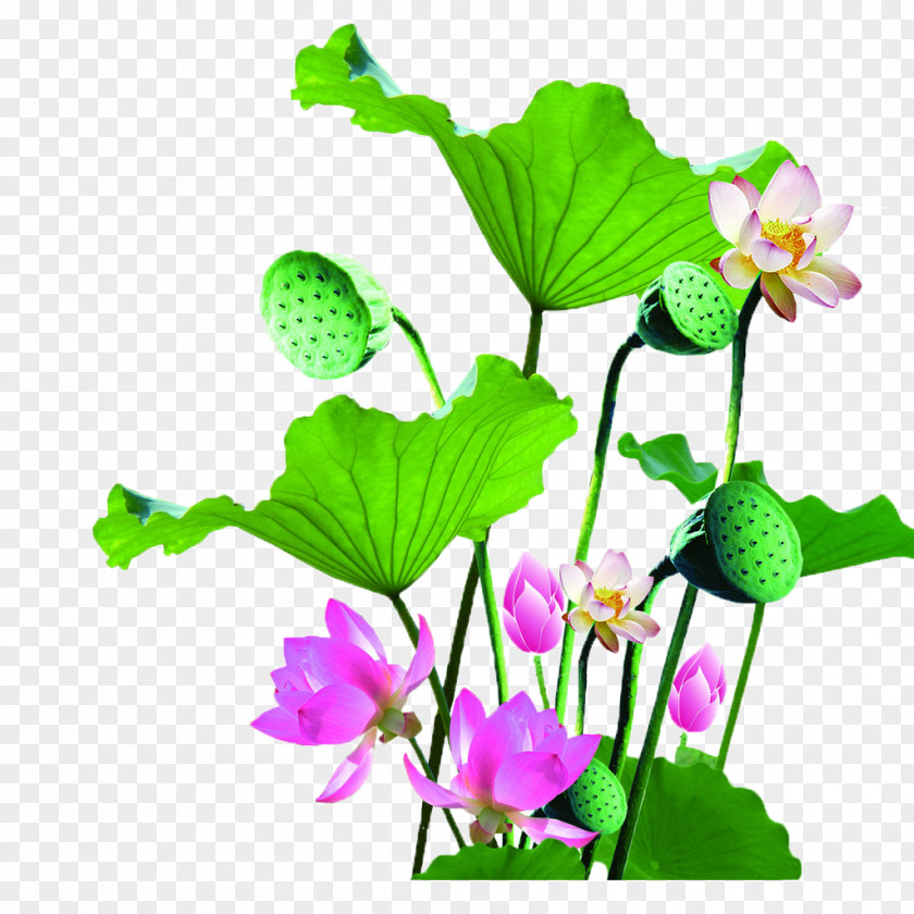 Manchu Lotus Nelumbo Nucifera People PNG