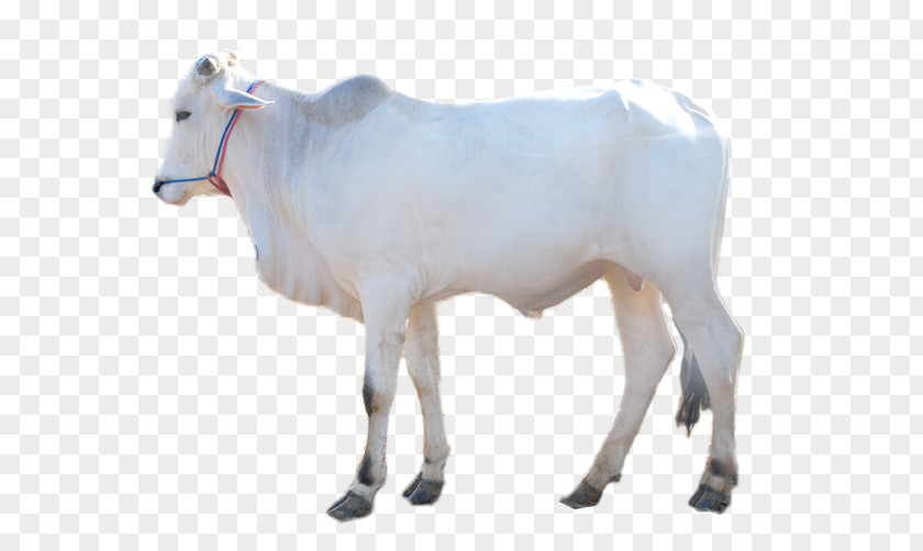 Sheep Dairy Cattle Boer Goat Brahman Taurine Calf PNG