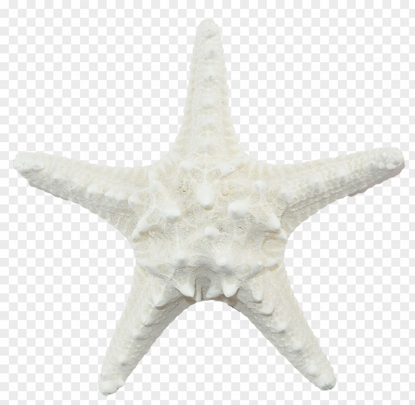 Starfish Echinoderm White PNG