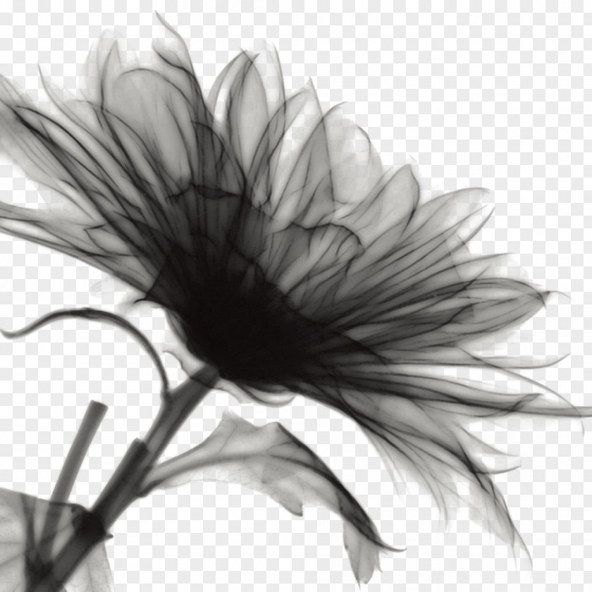 Textured Black Flowers Ink Wash Painting Flower PNG