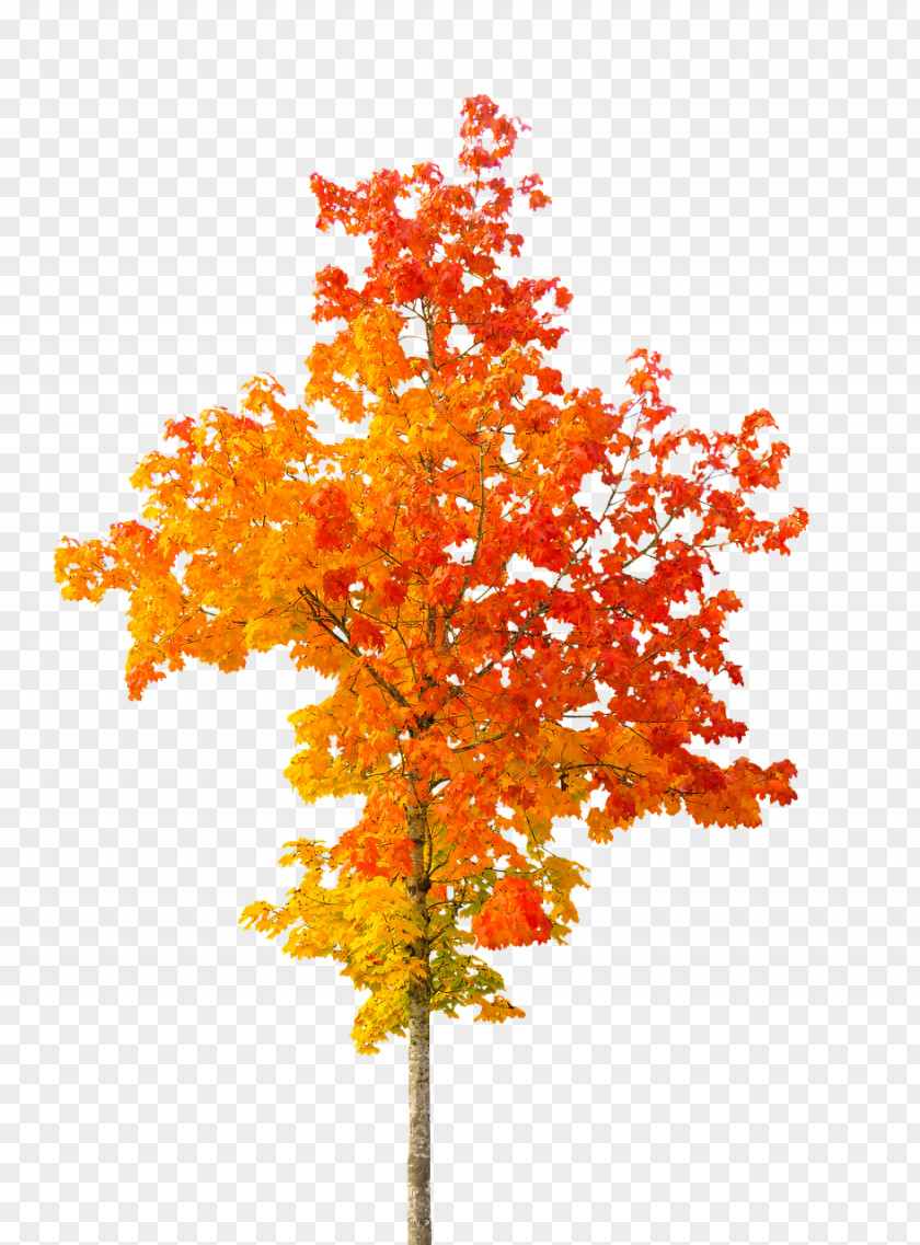 Autumn Tree Leaf Color PNG