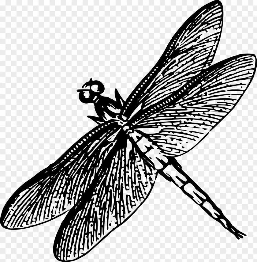 Dragonfly Line Art Clip PNG