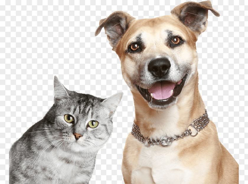 Funny Dog Dog–cat Relationship Kitten Puppy Pet PNG