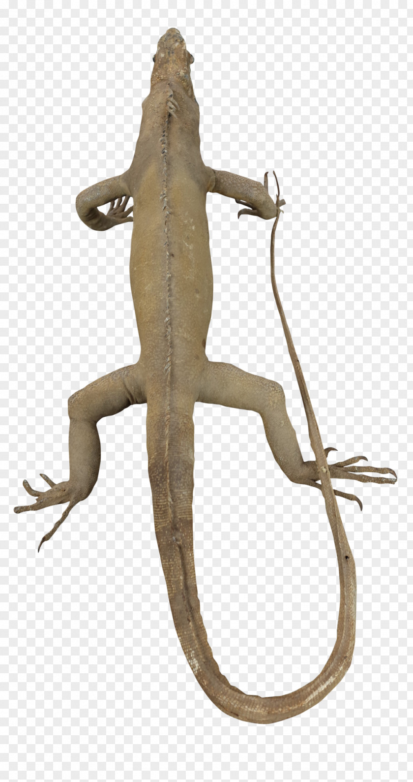 Iguana Reptile Lizard Vertebrate Agamidae Animal PNG