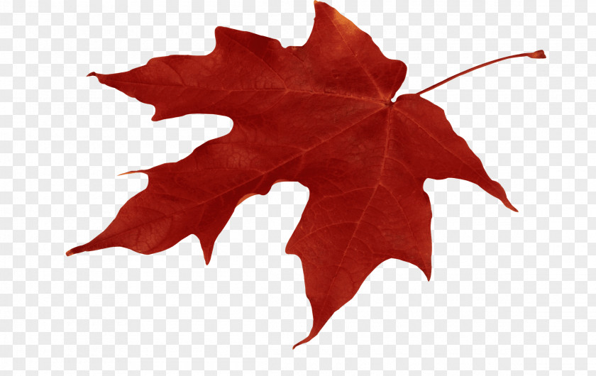 October Fest Autumn Leaf Color Red Maple PNG