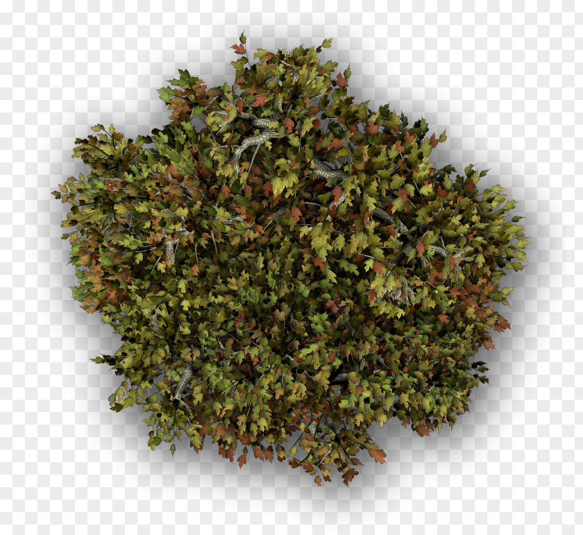 Za'atar Herb And Spice Mix PNG