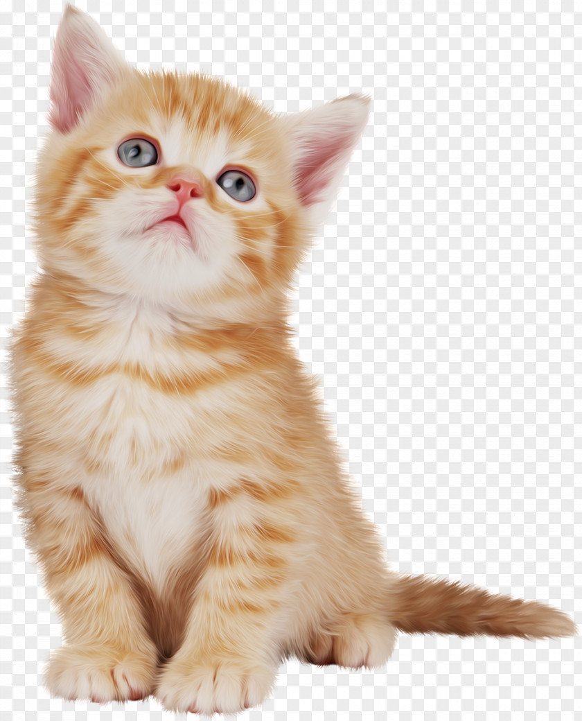 Cats British Semi-longhair American Wirehair Kitten Animal Domestic Short-haired Cat PNG
