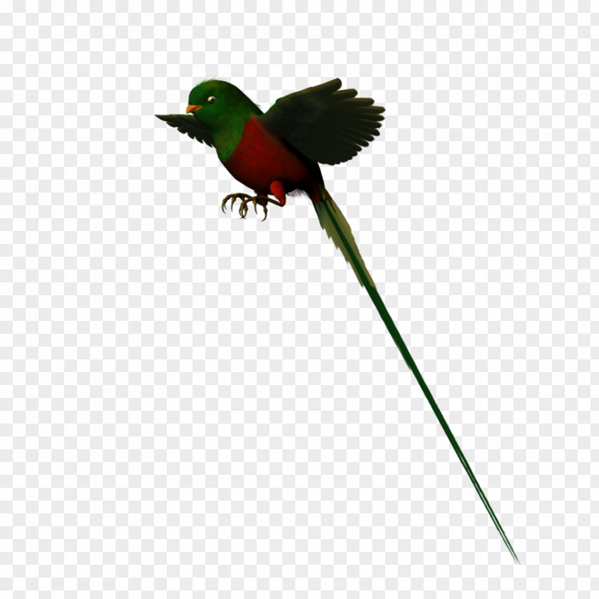 Feather Hummingbird Parakeet Fauna Beak PNG