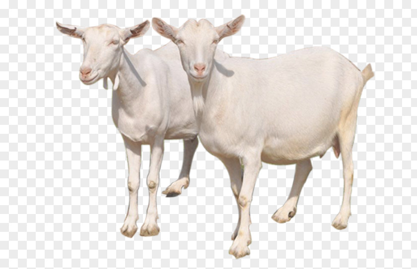Mother Goat Sheep Milk Cattle PNG