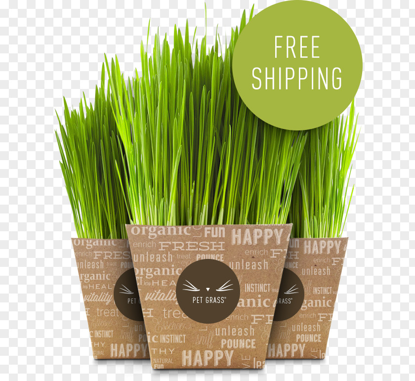 Cat Wheatgrass 猫草 Vetiver Pet PNG