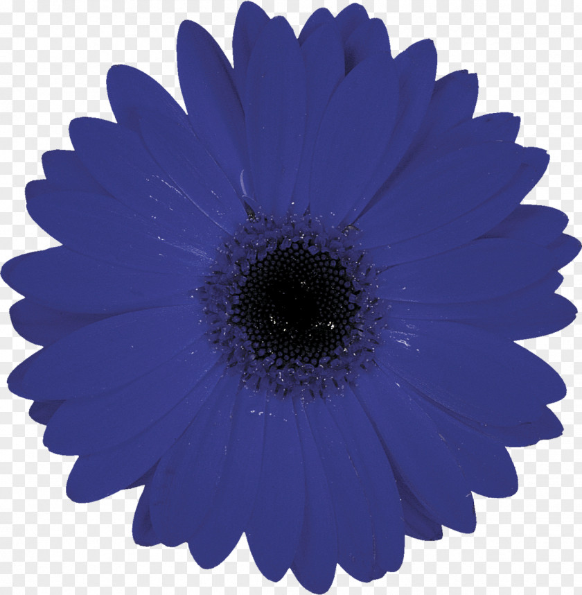 Gerbera Symbol Flower PNG