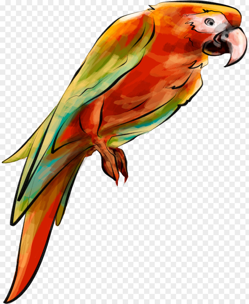 Parrot Bird Parakeet Clip Art PNG