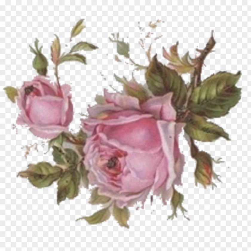 Pink Rose Centifolia Roses Paper Flower Garden PNG