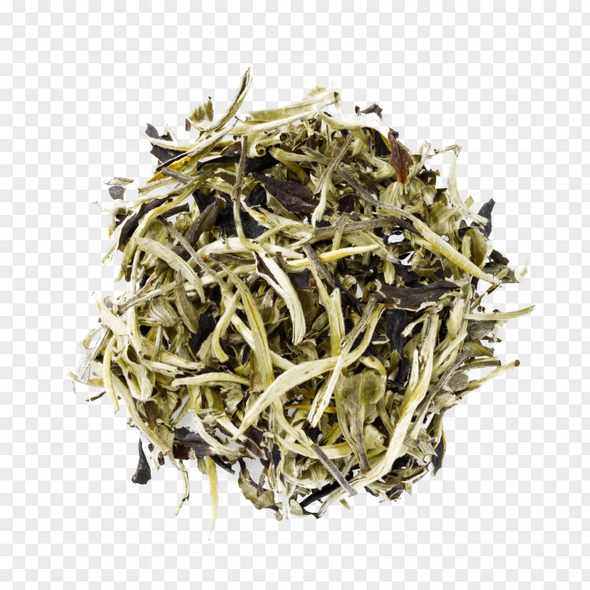 Tea White Dianhong Nilgiri Plant PNG