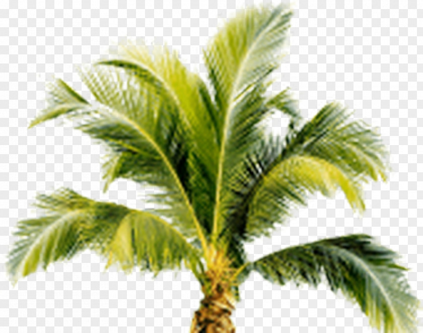 Tree Arecaceae Clip Art PNG