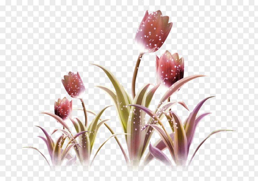 Tulip Purple Flower Violet PNG