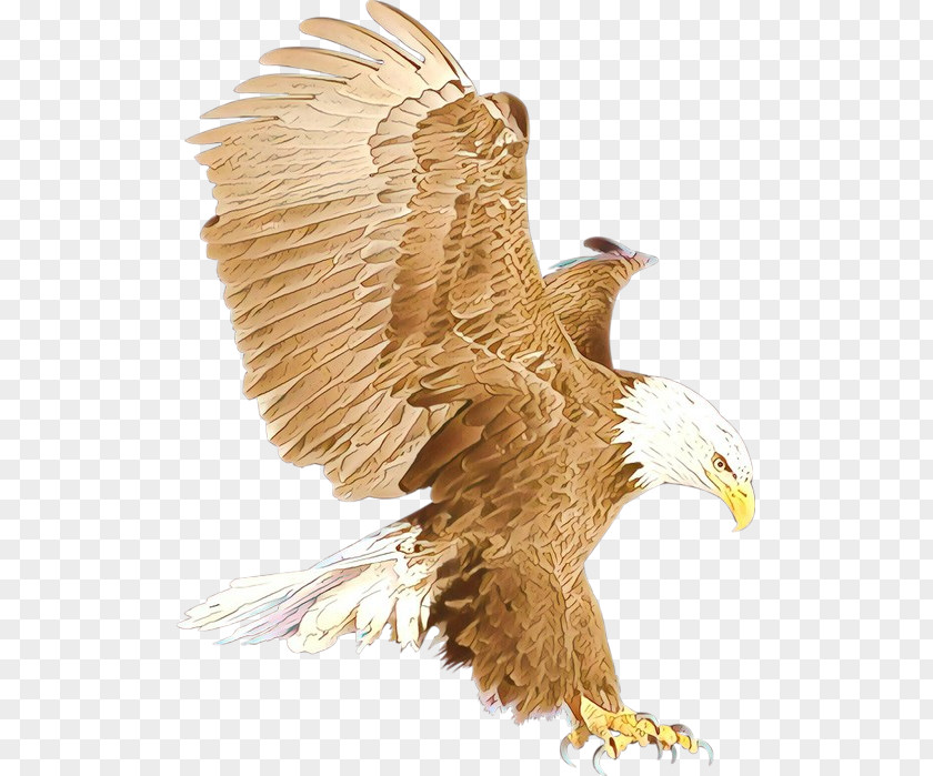 Hawk Wing Bald Eagle Golden Bird Of Prey PNG