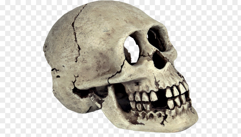 Skull Transparent Background Human Skeleton Bone PNG