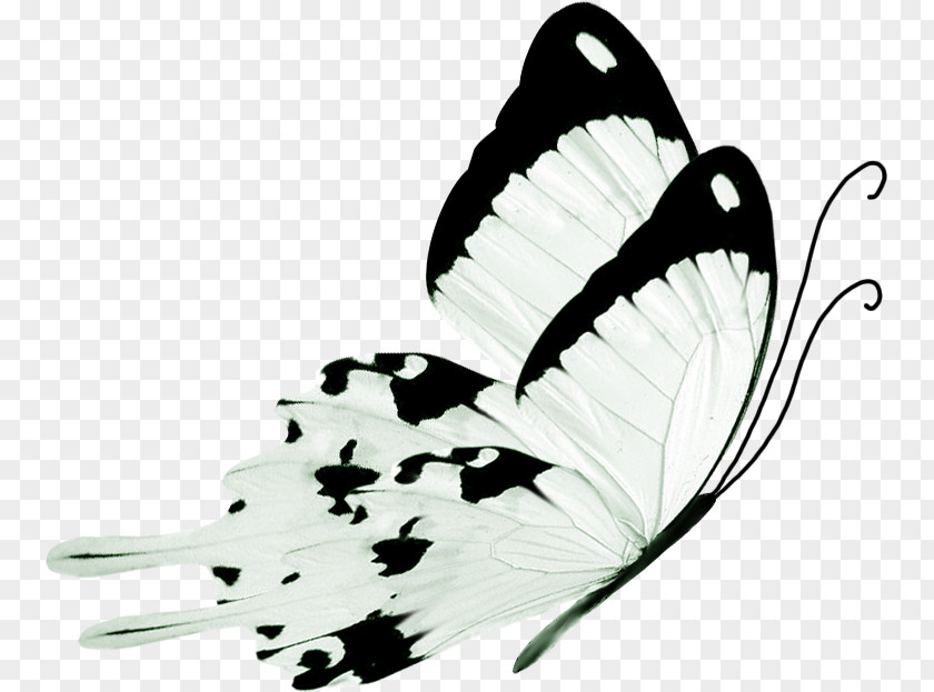 Snow Pear Butterfly Black And White PNG