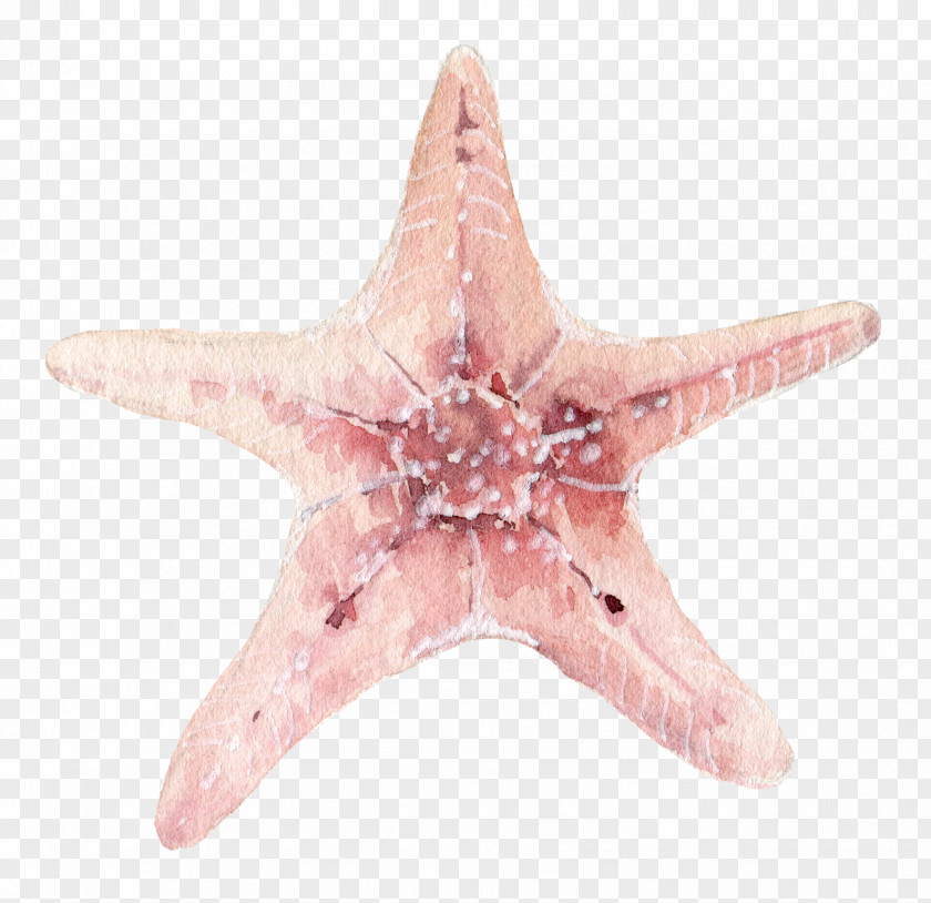 A Starfish Seashell Clip Art PNG