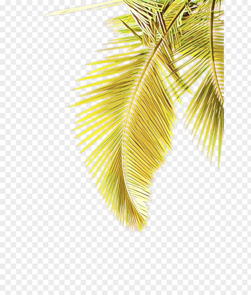 Feather Fashion Accessory Palm Tree PNG